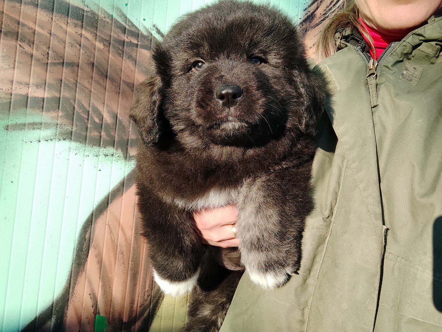 Camada Pastor del Cáucaso en Valencia residencia canina Del Xiquet